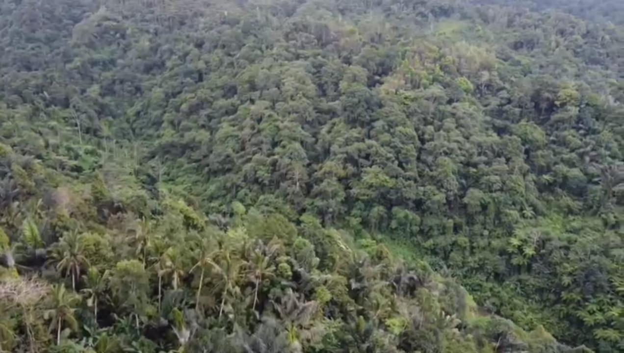 Bali Mountain Forest Cabin Penebel Ngoại thất bức ảnh