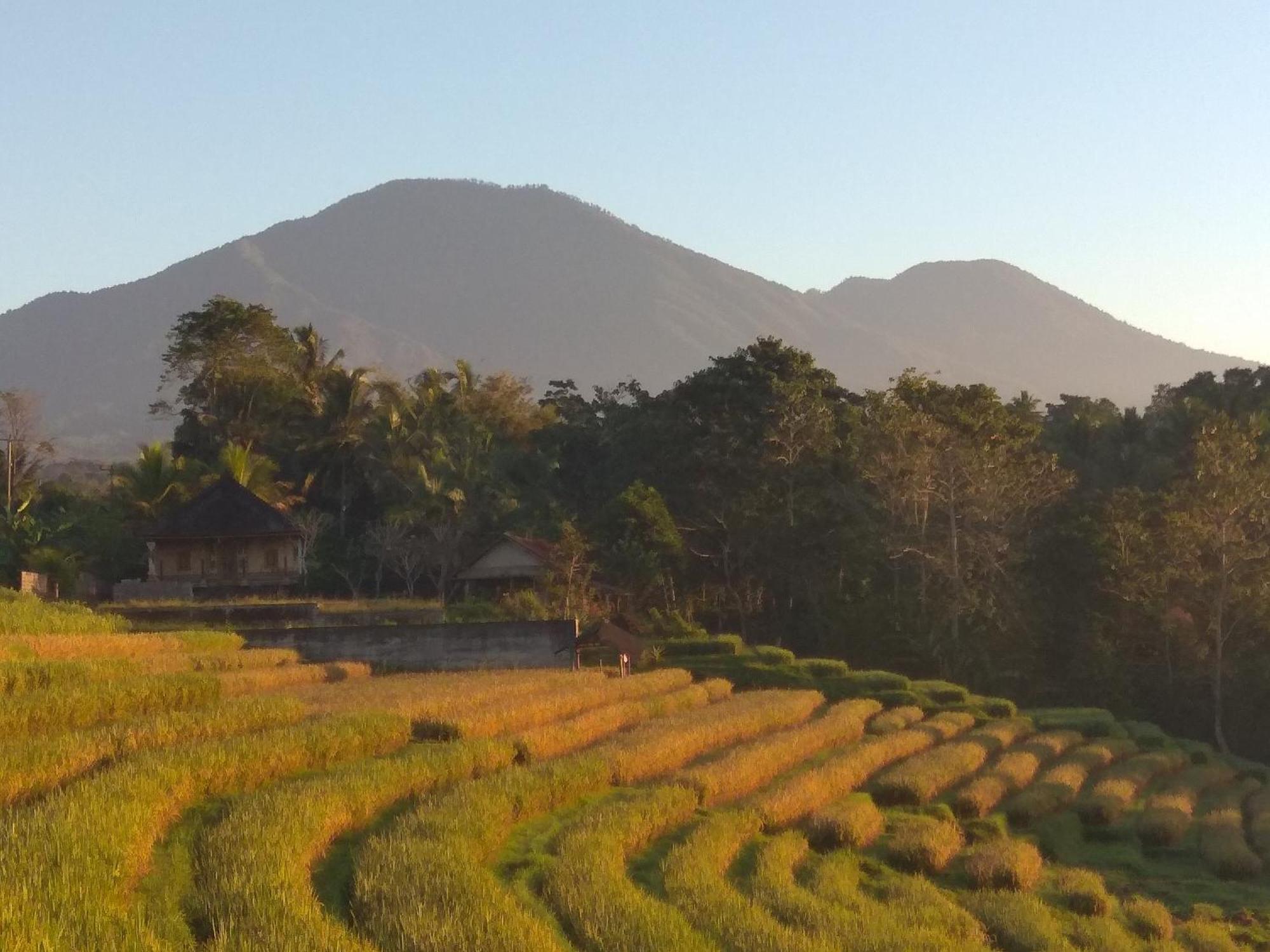 Bali Mountain Forest Cabin Penebel Phòng bức ảnh