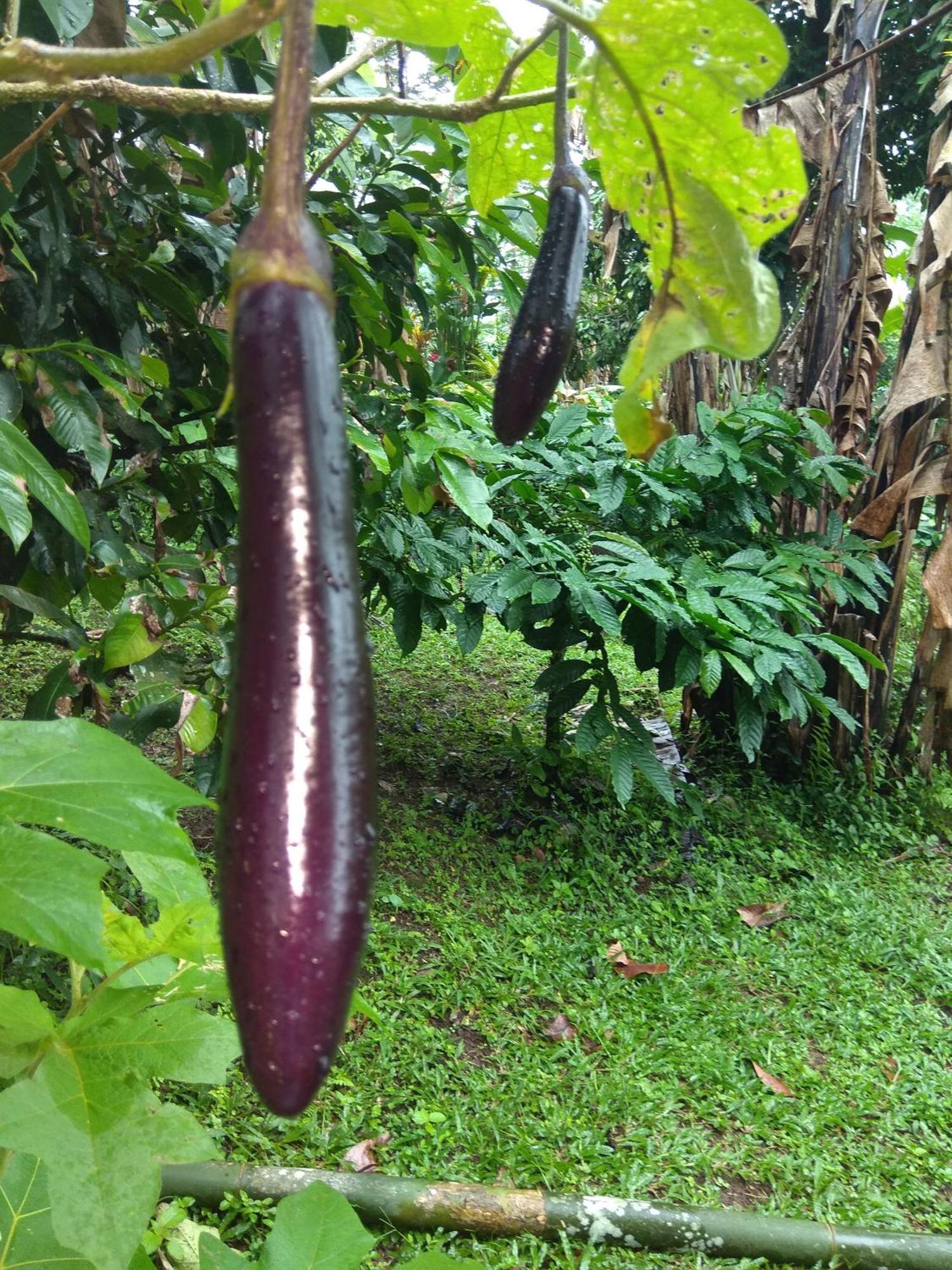 Bali Mountain Forest Cabin Penebel Phòng bức ảnh