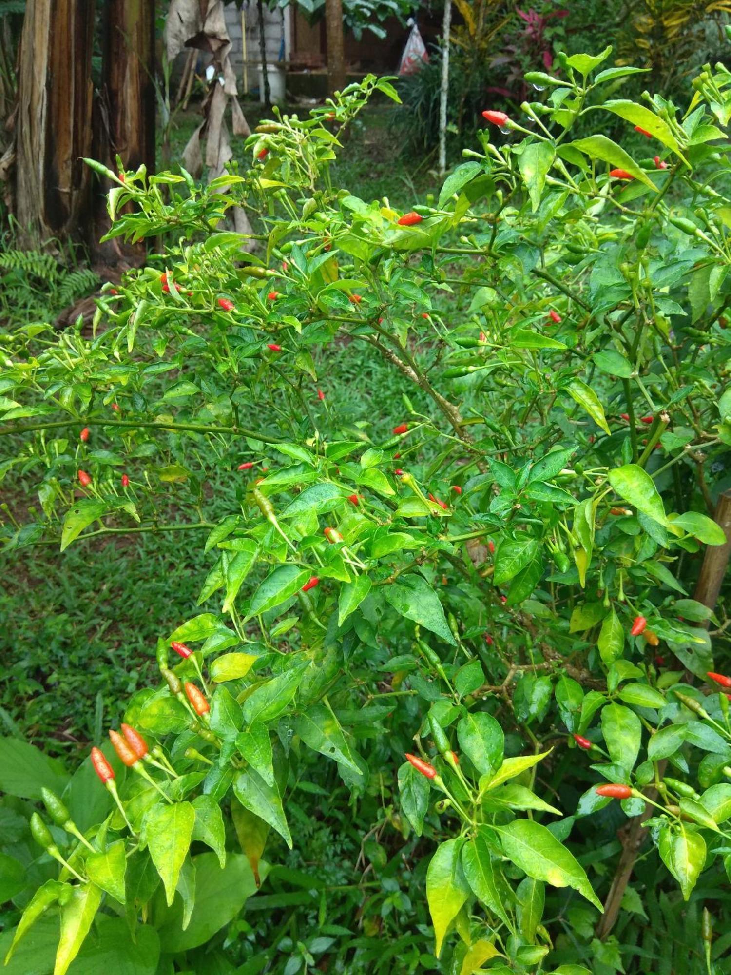 Bali Mountain Forest Cabin Penebel Phòng bức ảnh