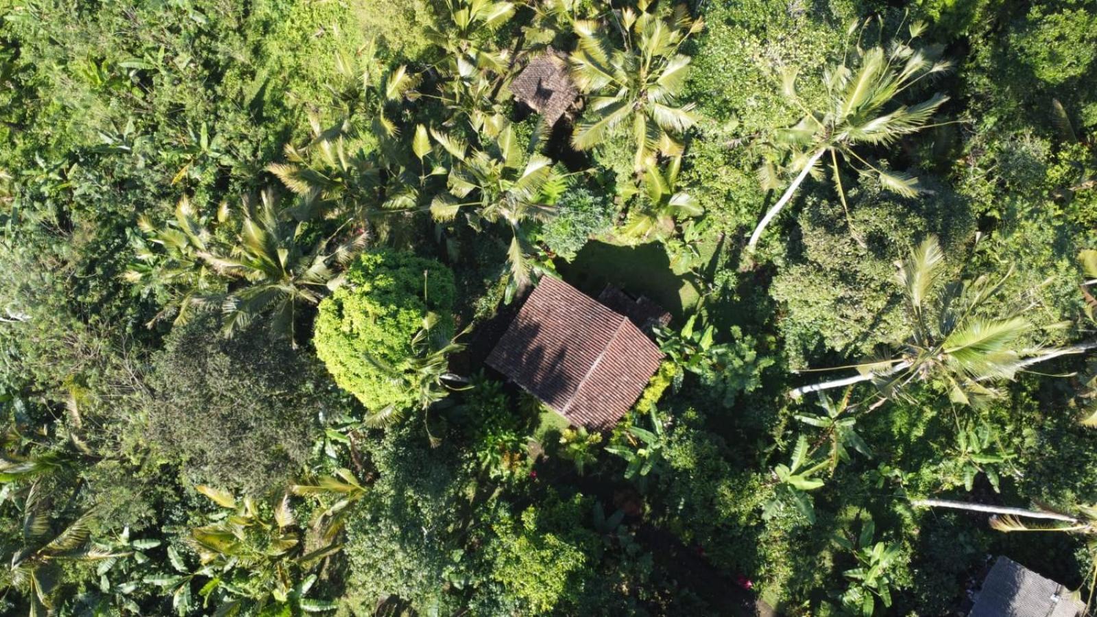 Bali Mountain Forest Cabin Penebel Phòng bức ảnh